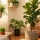 Comment protéger ses plantes d'intérieur des animaux ?