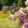 Quelles Fleurs Acheter en Juin ?
