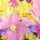 Top 10 des plus belles fleurs d'été !