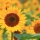 Quelles fleurs acheter en juillet ?