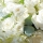 Rose blanche : symbolisme intemporel et collection d'exception