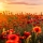 Quelles sont les plus belles fleurs rouges pour jardin et intérieur ?