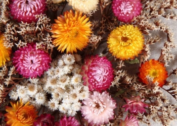 Comment faire un bouquet de fleurs séchées ?