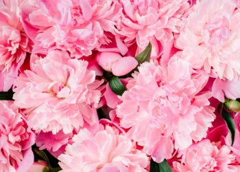 Quelles sont les plus belles variétés de fleurs roses pour jardin et bouquets ?