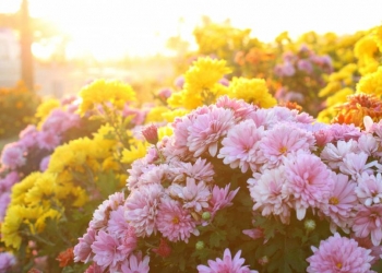 Quelles fleurs acheter en octobre ?