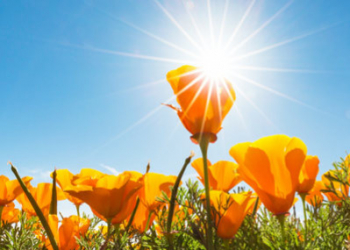 Quelles plantes et fleurs résistent à la chaleur ?
