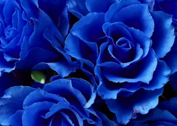 Fleurs bleues : transformez votre jardin en havre de sérénité