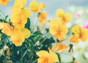 Fleurs jaunes : notre sélection pour illuminer votre intérieur et votre jardin