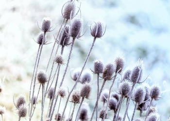Fleurs d'hiver : 15 variétés qui transforment votre jardin en féerie hivernale