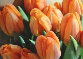 Fleurs oranges : les meilleures variétés qui transformeront votre jardin
