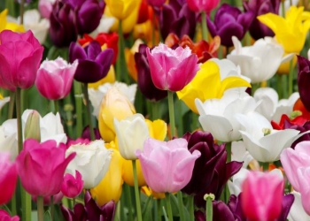 Fleurs de printemps : découvrez les 25 variétés incontournables