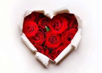 Combien offrir de roses pour la Saint-Valentin ?