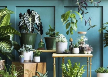 Quelles plantes d’intérieur pour ma maison ?