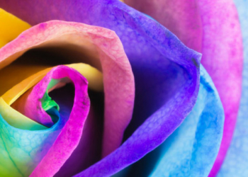 Quelle signification pour les couleurs des fleurs ?