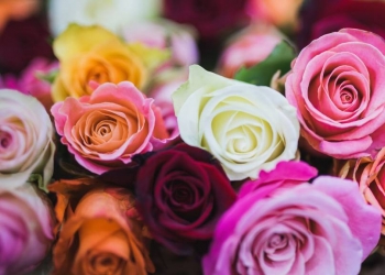 Quelle couleur de rose choisir pour la fête des mères ?