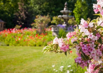 Quelles Fleurs Acheter en Juin ?