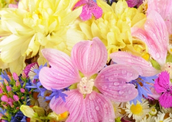 Top 10 des plus belles fleurs d'été !
