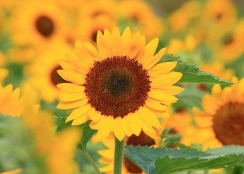 Quelles fleurs acheter en juillet ?