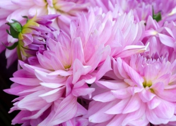 Quelles fleurs acheter en août ?