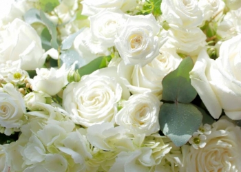 Rose blanche : symbolisme intemporel et collection d'exception
