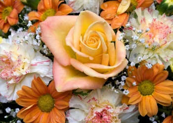 Quelles fleurs acheter en septembre ?